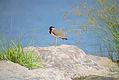 Panna National Park, Chattarpur, Madhya Pradesh